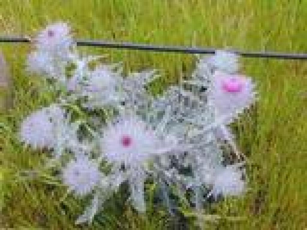 Thistle