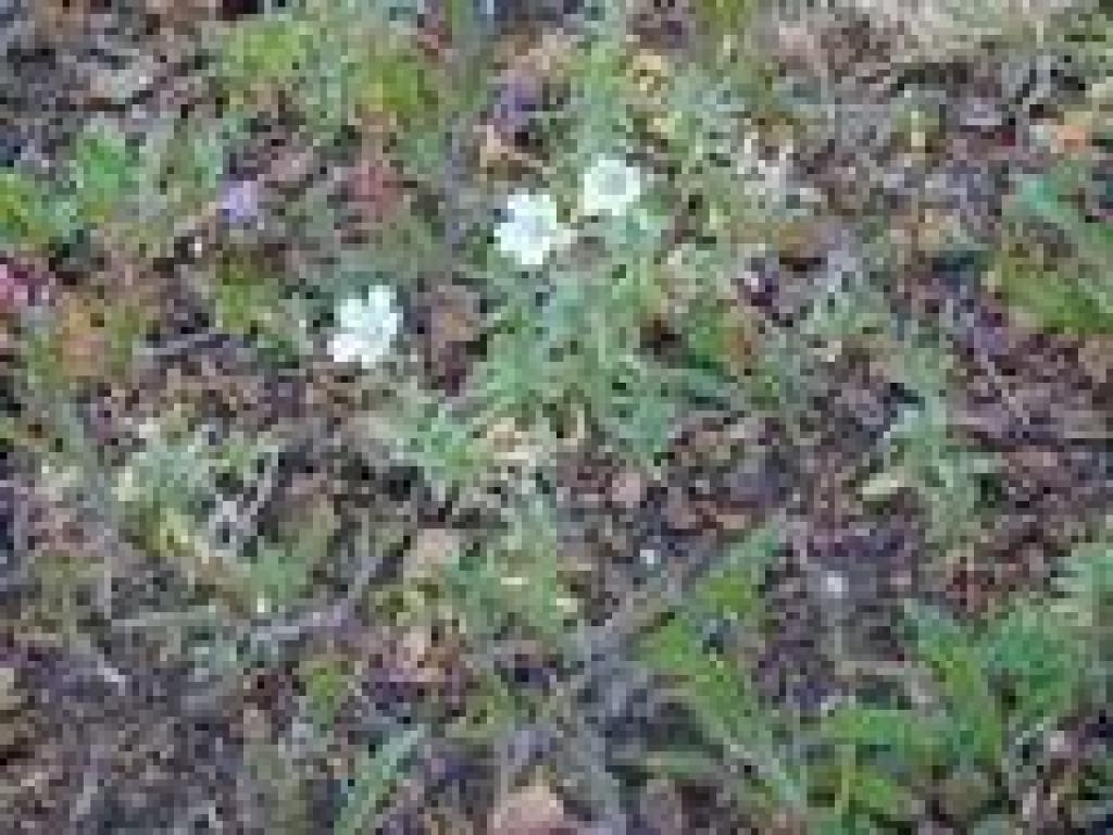 Chickweed