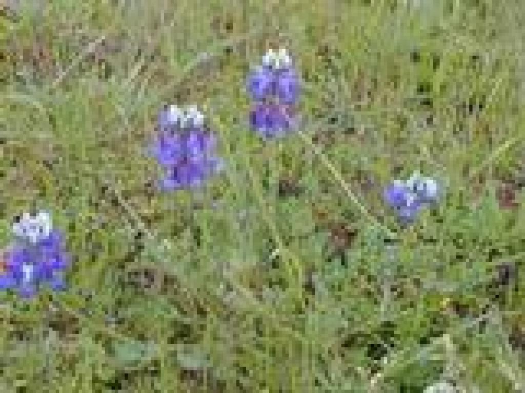 Lupine