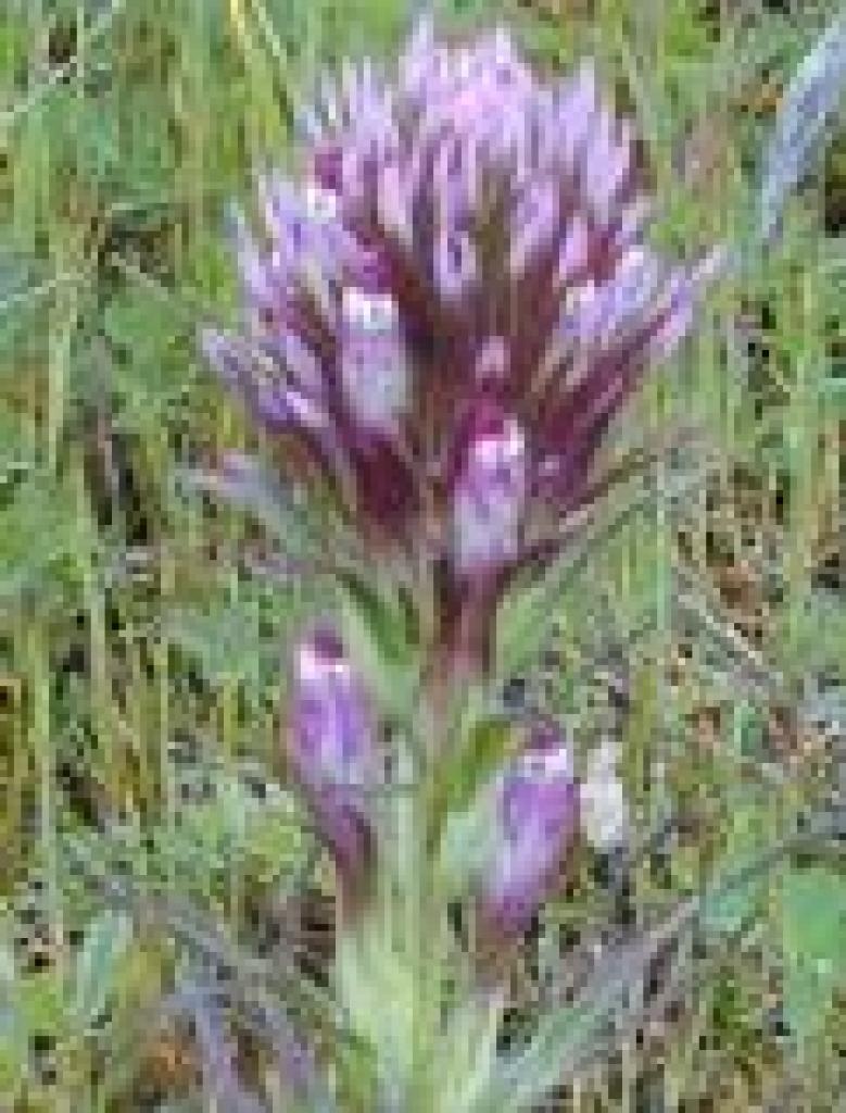 Owl's clover