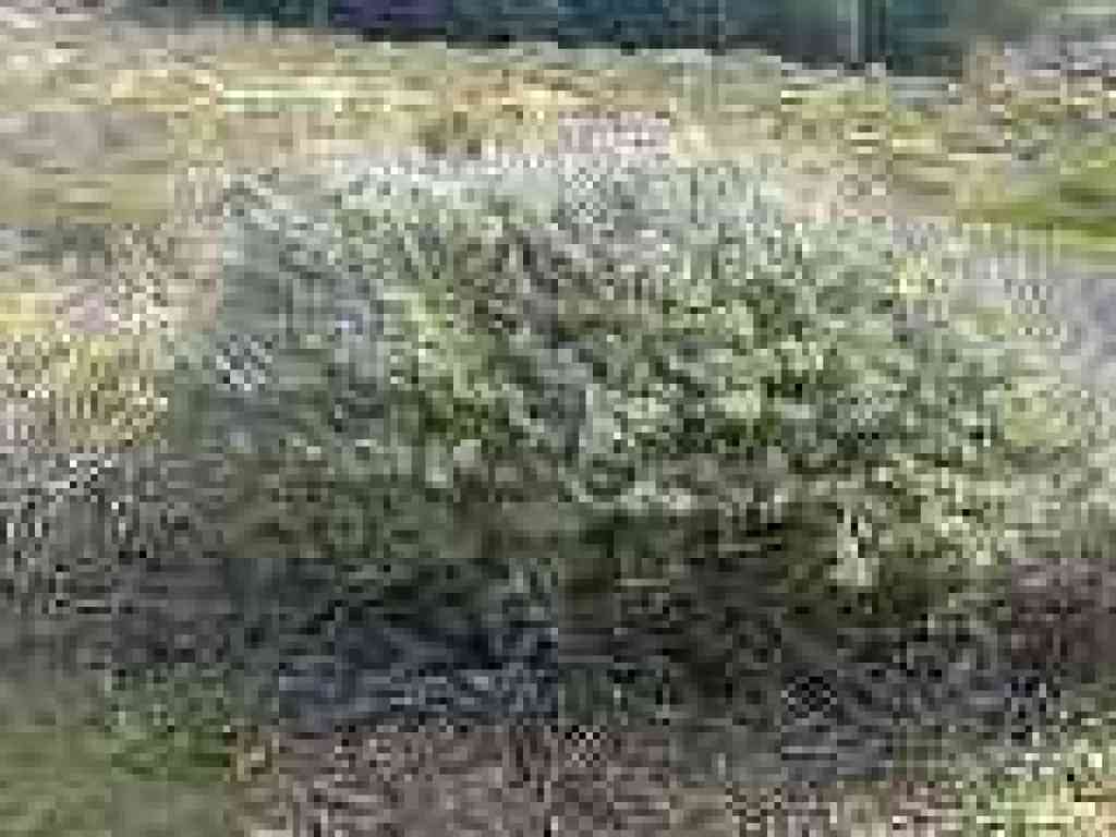 Sagebrush