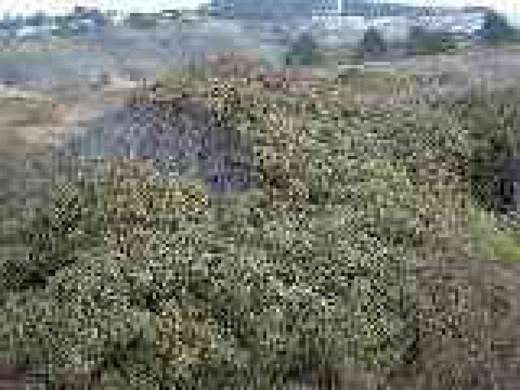 Coffeeberry