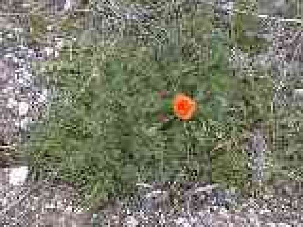 Poppy