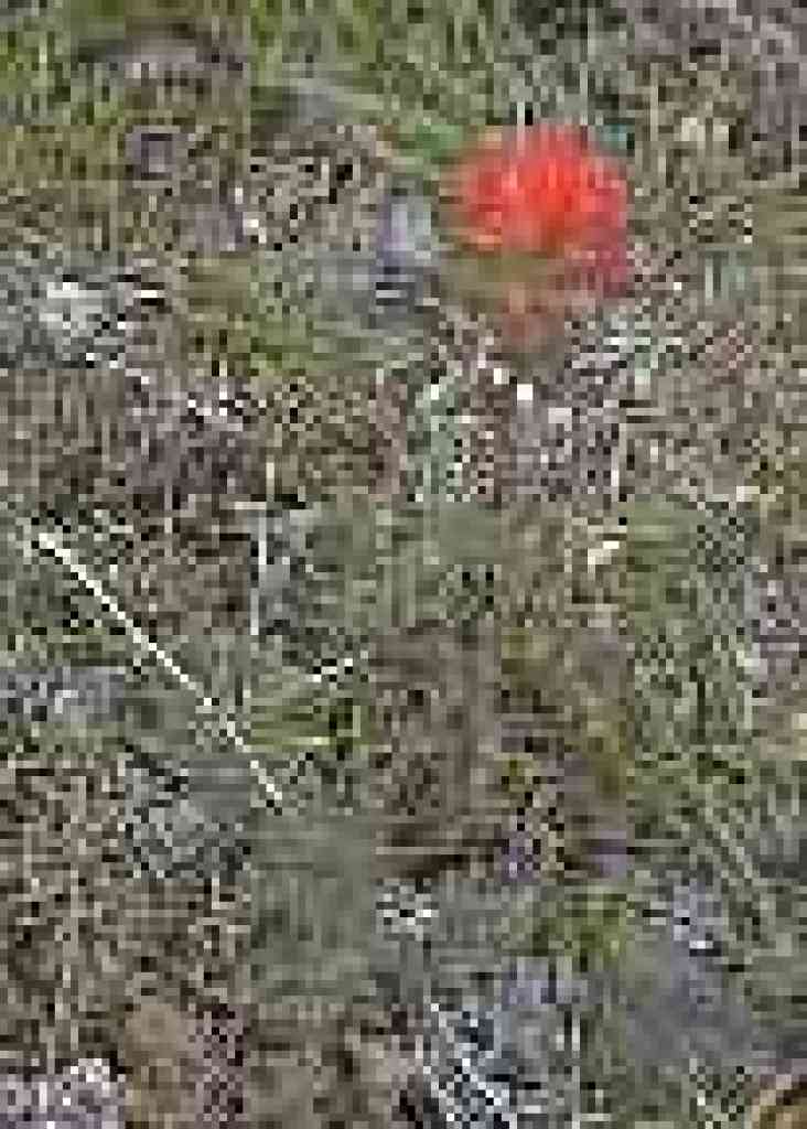 Paintbrush