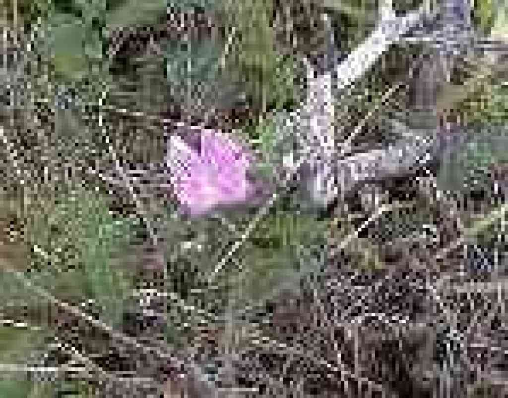 Checkerbloom