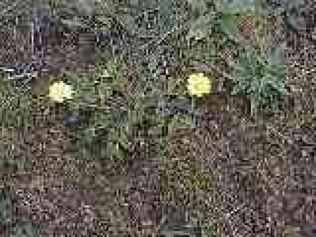 Spring flower