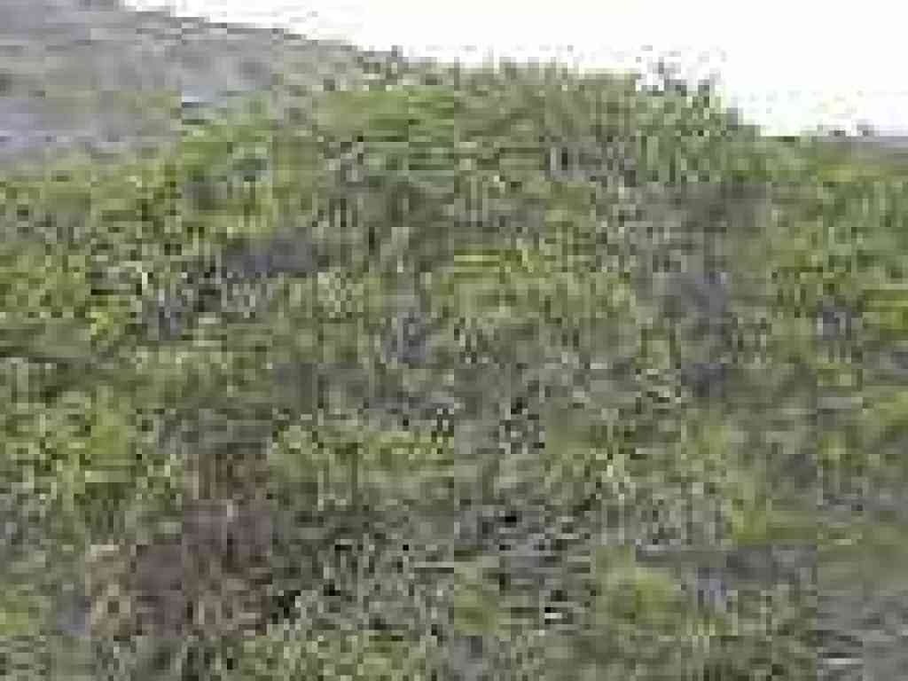 Coyote brush