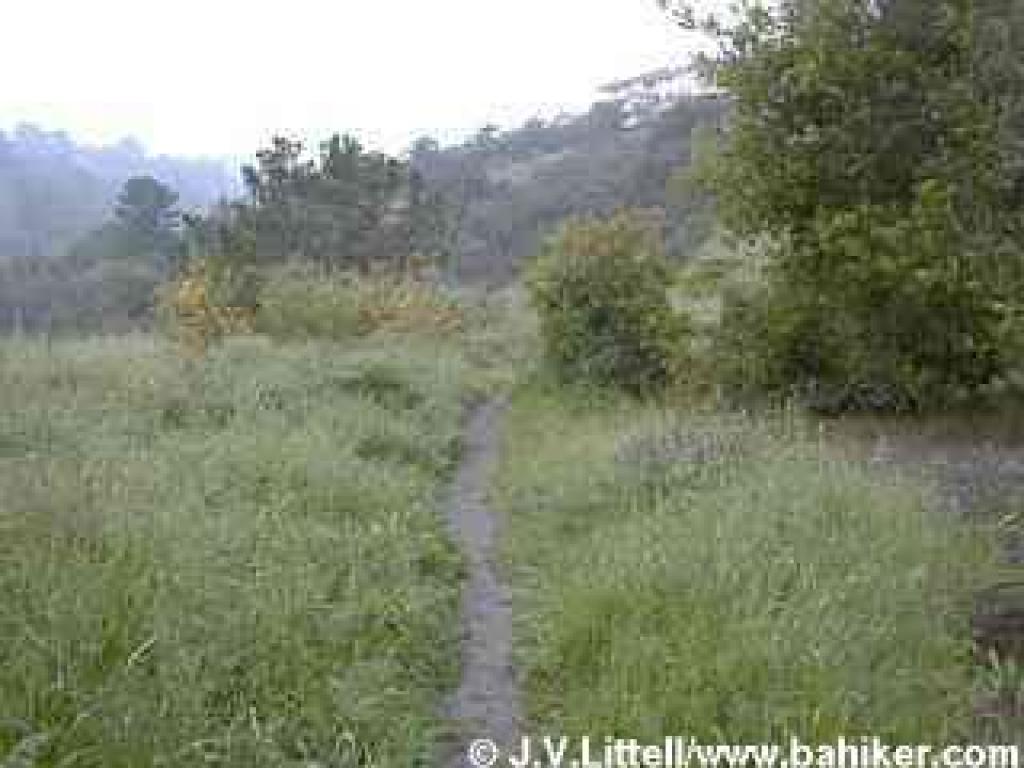 Through grassland