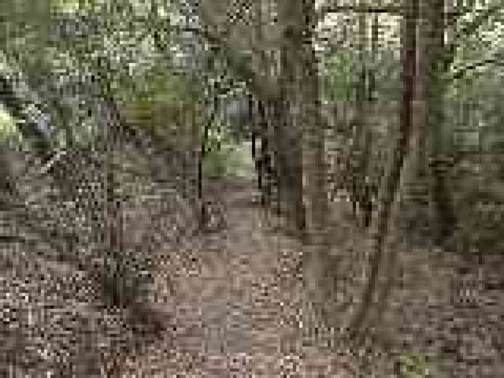 Trail