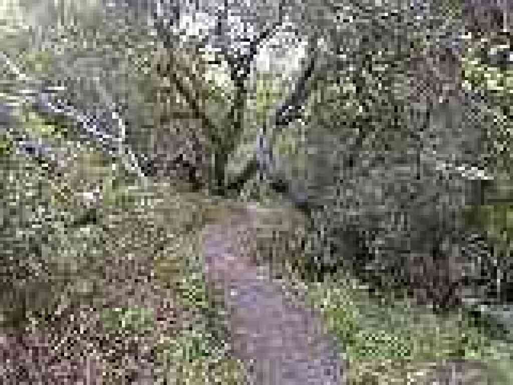 Trail