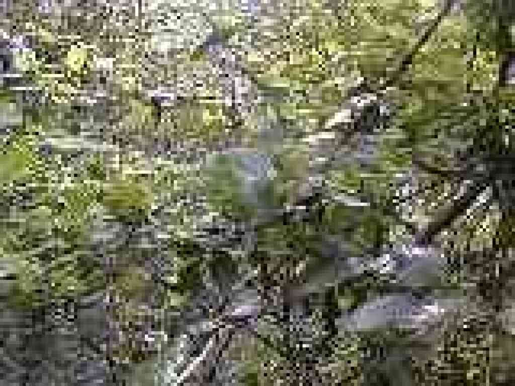 Honeysuckle