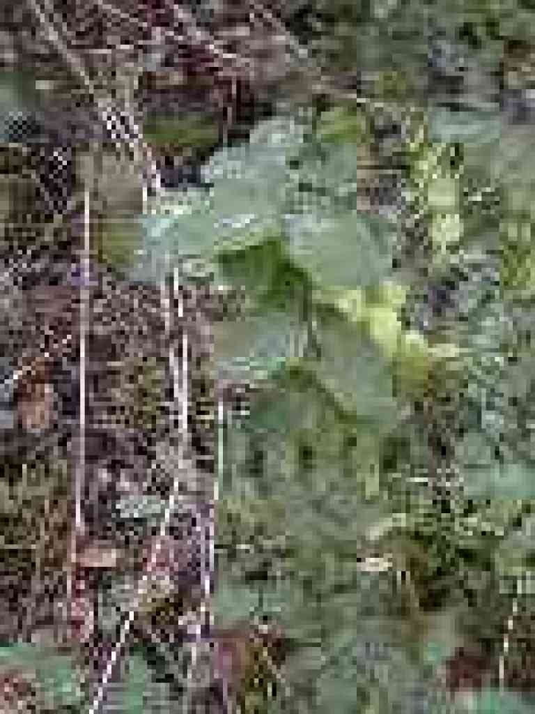 Snowberry