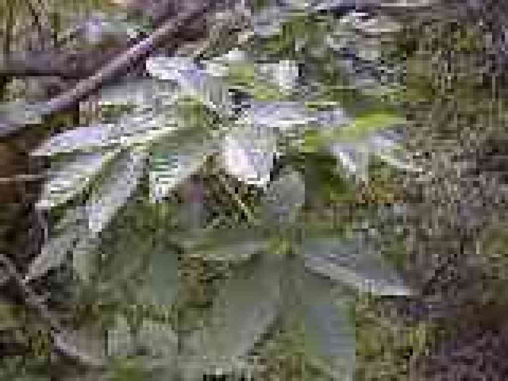 Buckeye