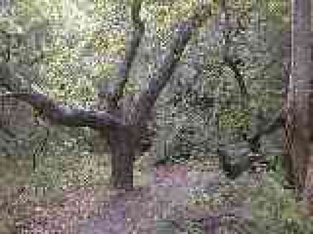 Trail