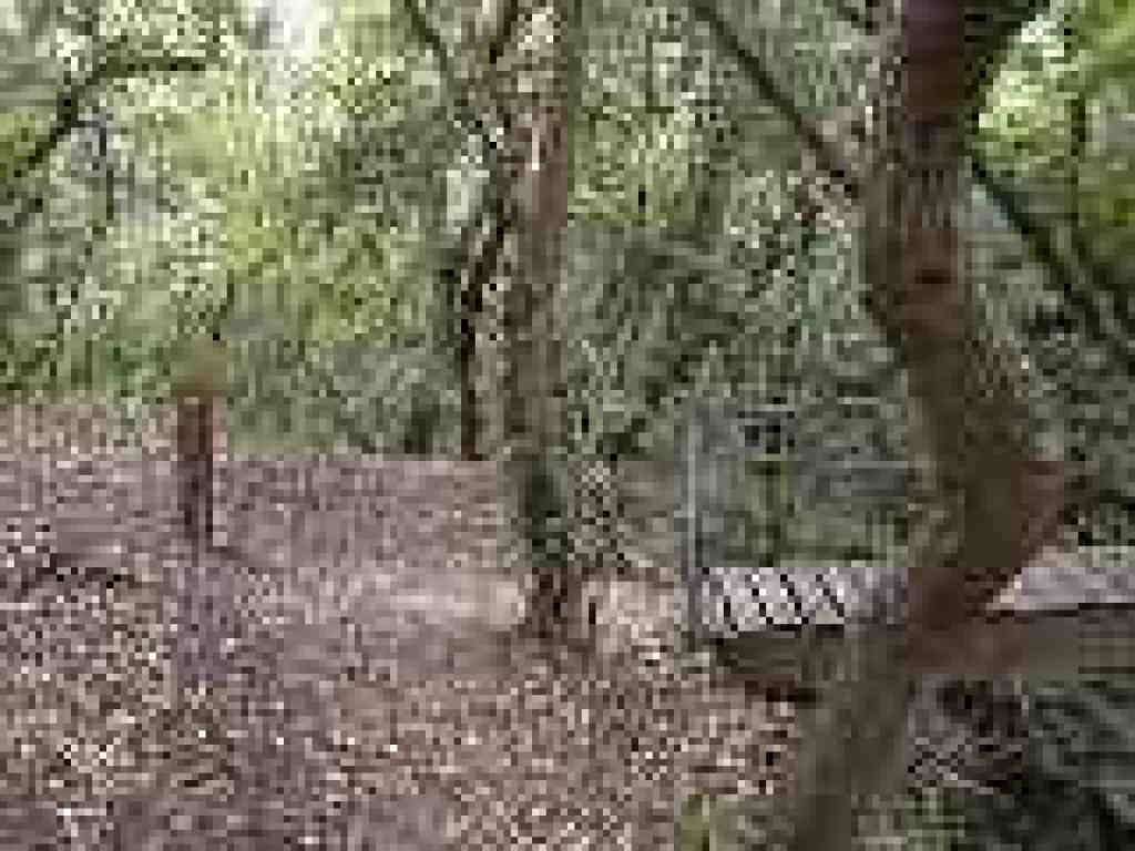Bridge leaves nature area