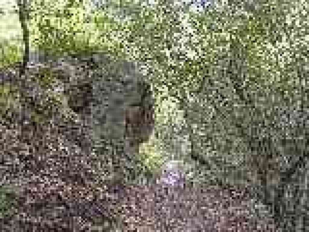 Rock on the side of the trail