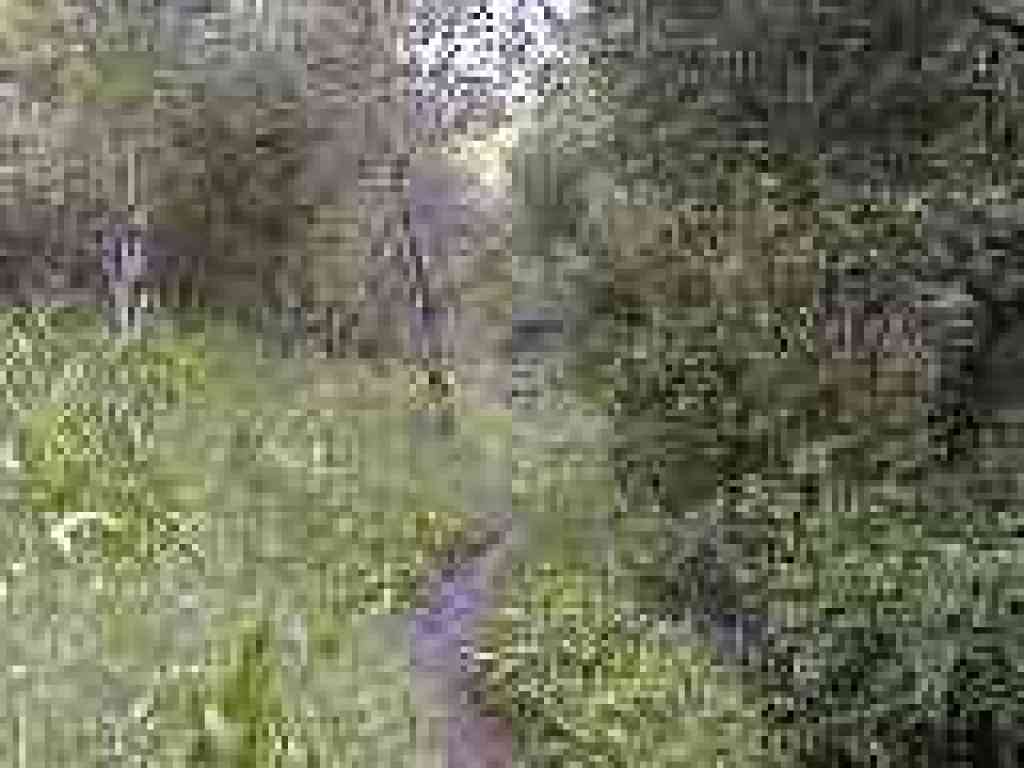 Steps