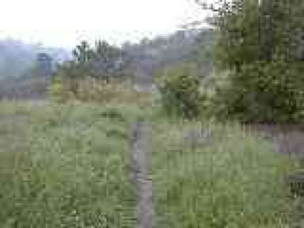 Into grassland