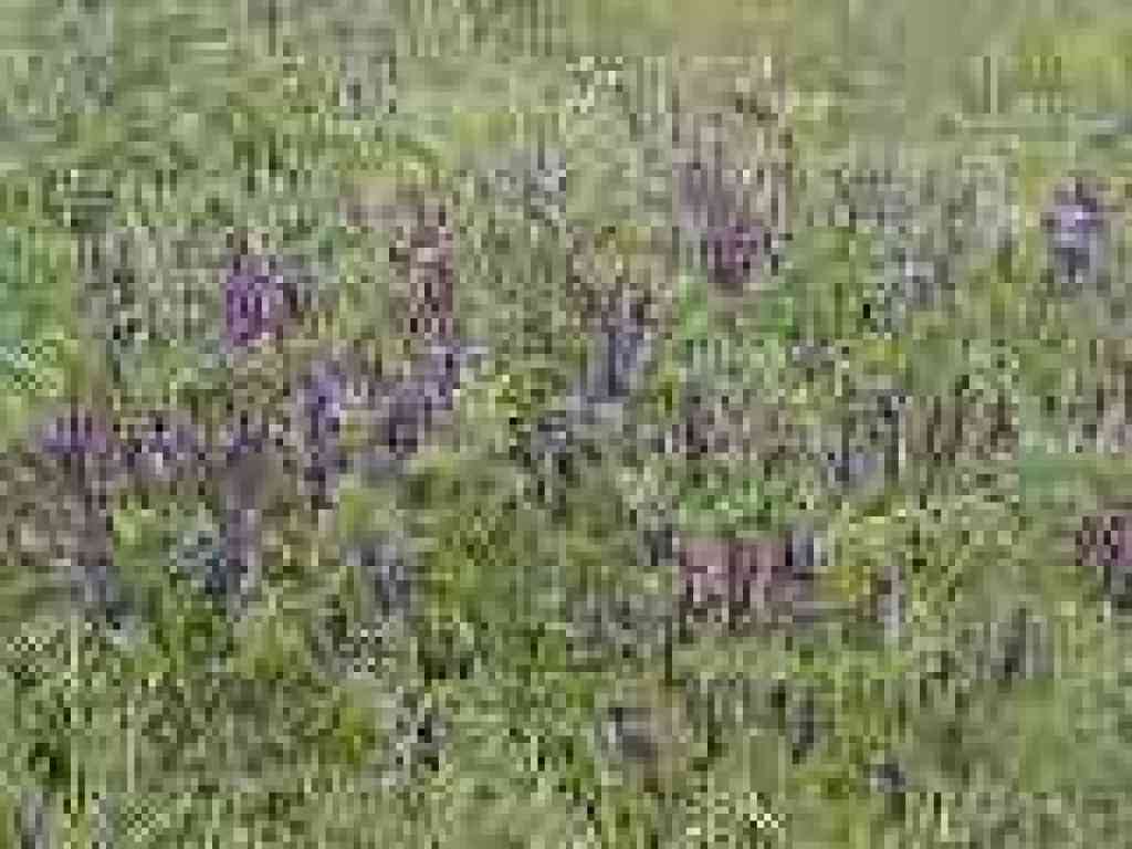 Vetch