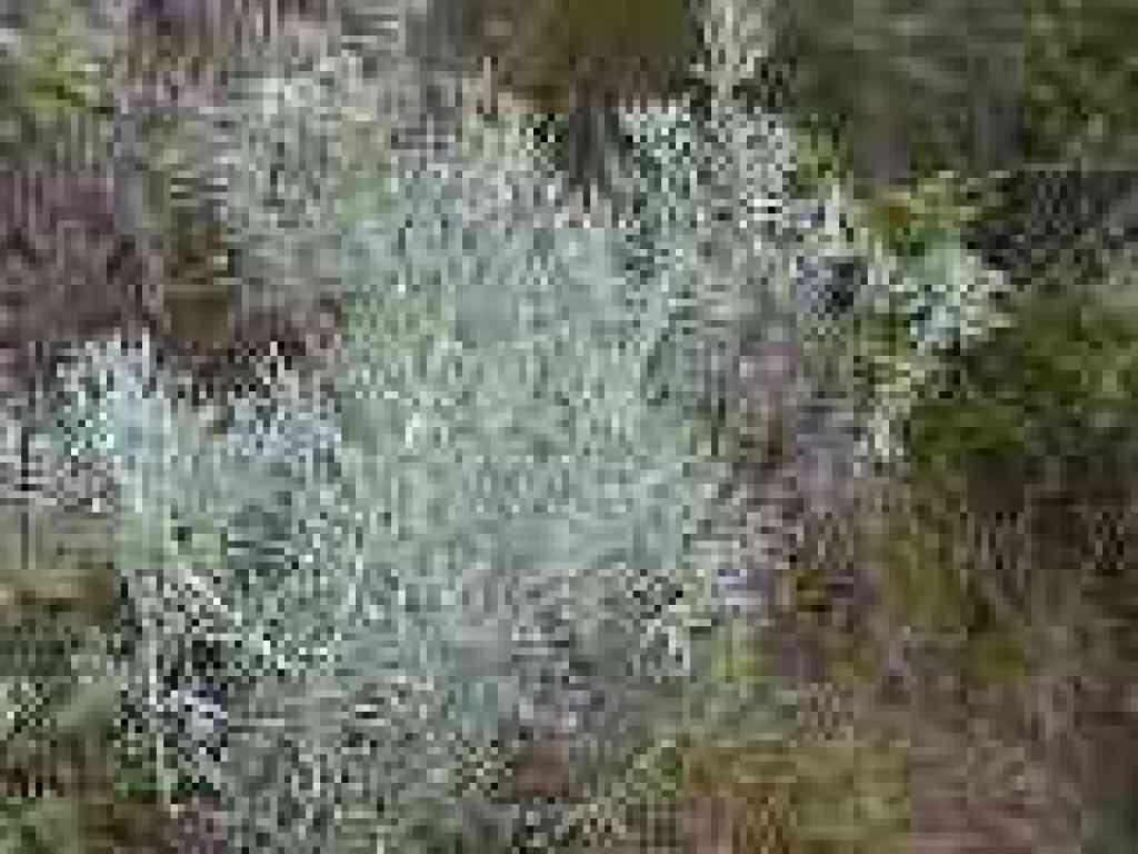 Sagebrush