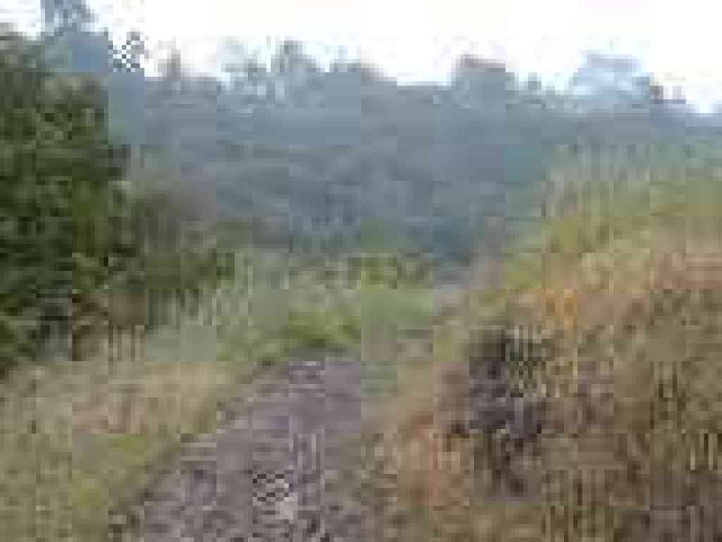 Trail