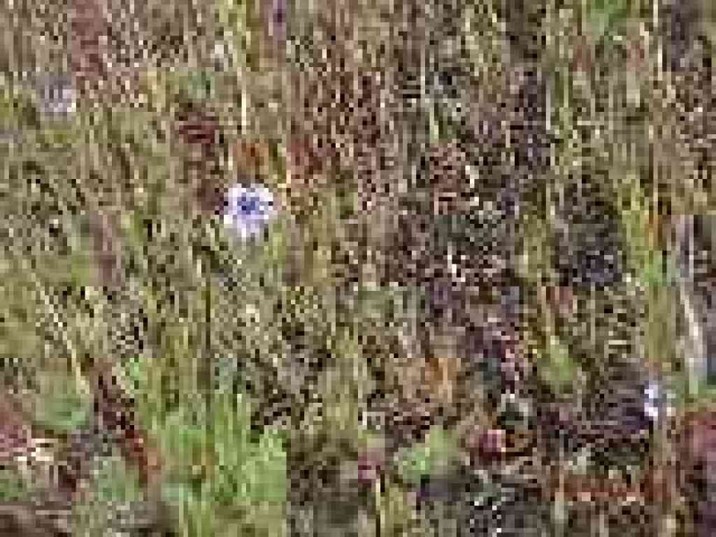 Broadleaf filaree