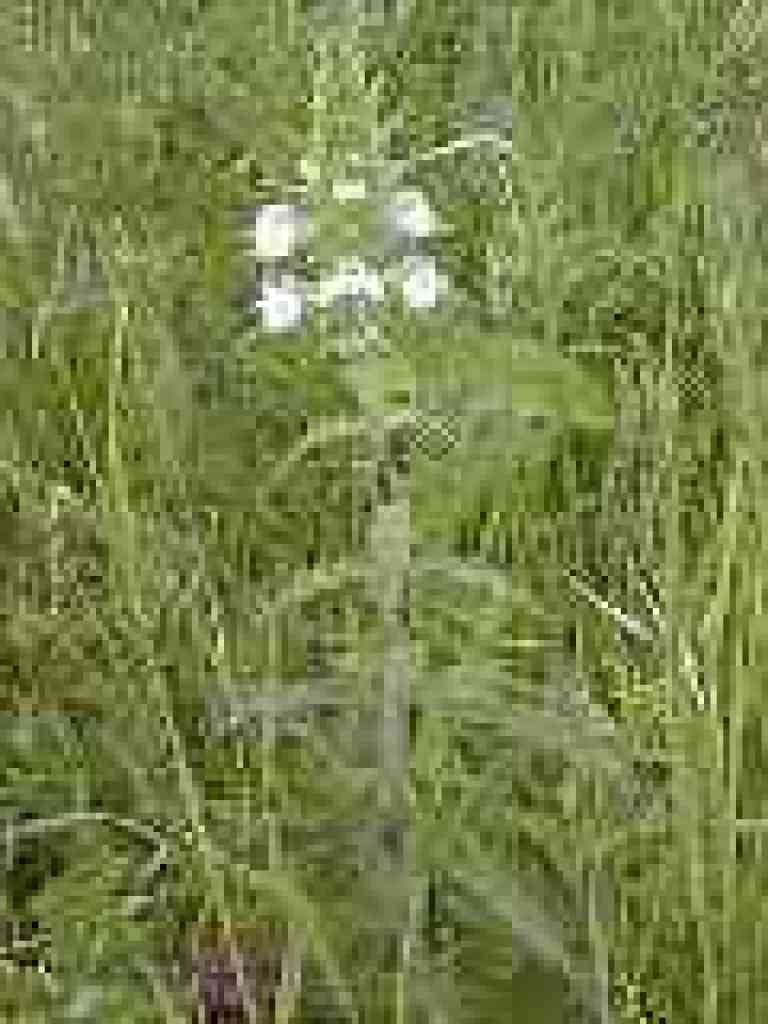 Bellardia