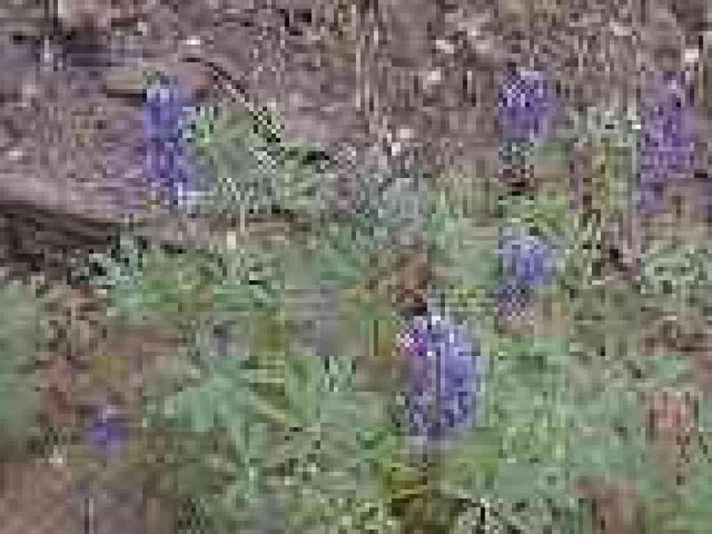 Lupine