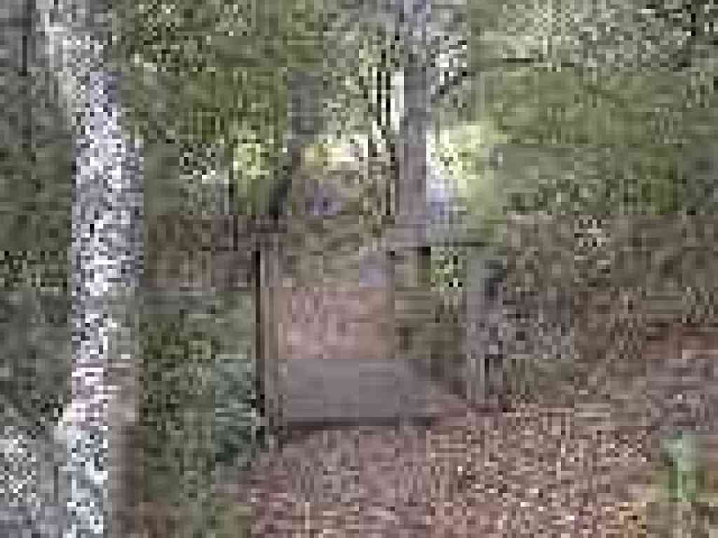 Wooded section