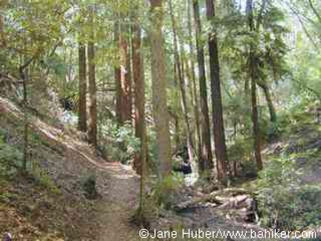 Creek Trail