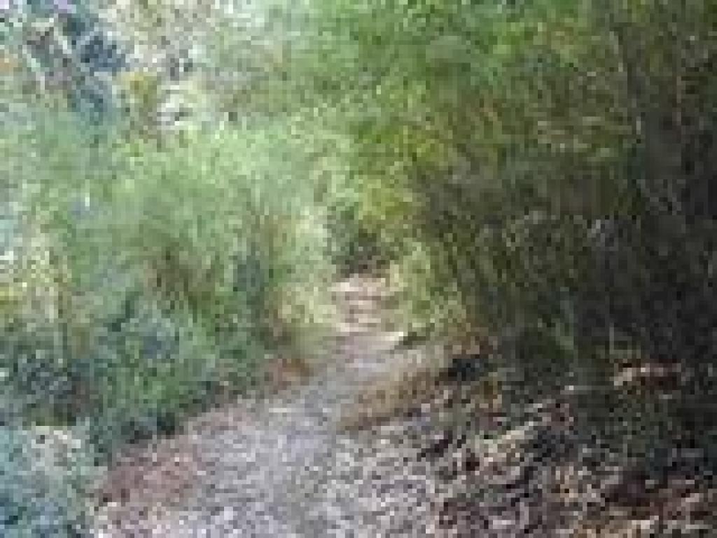 Broom chokes the trail