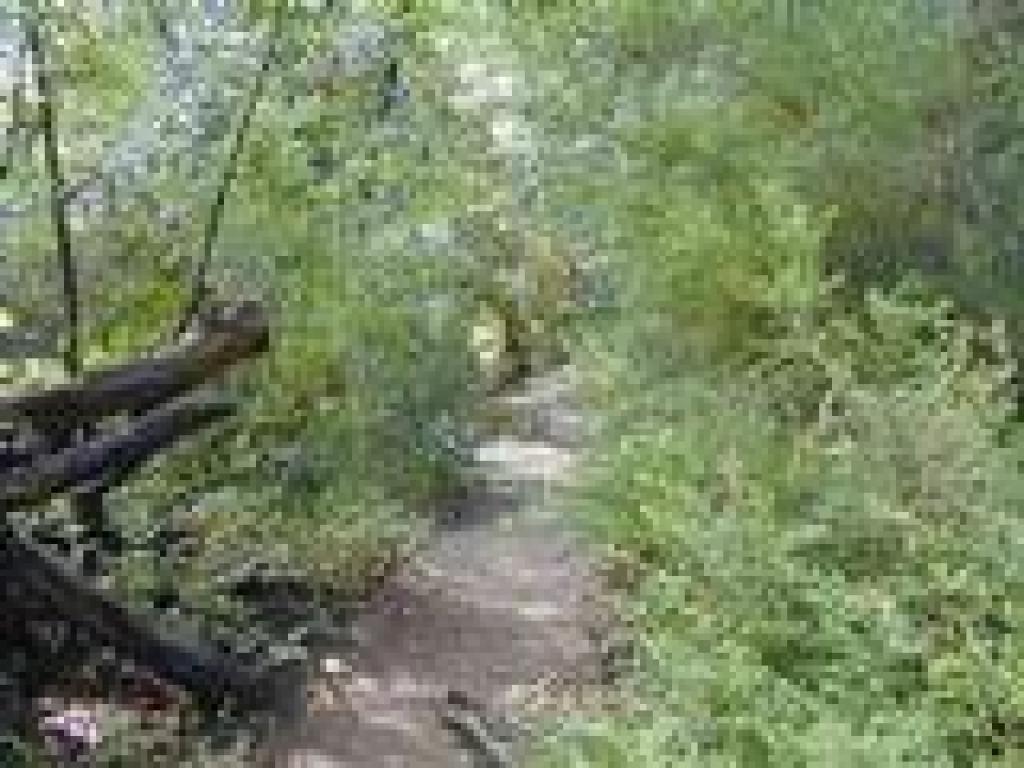 Lookout Trail