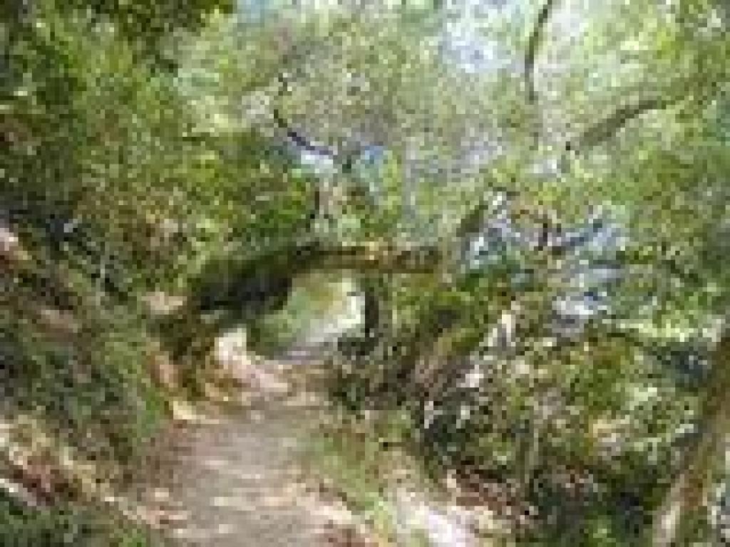 Tree over trail
