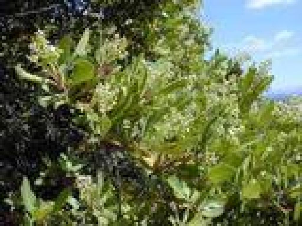 Toyon