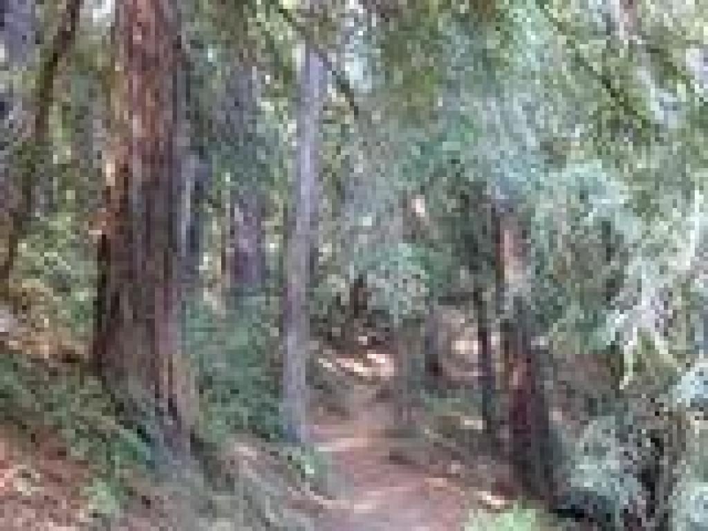 Redwoods
