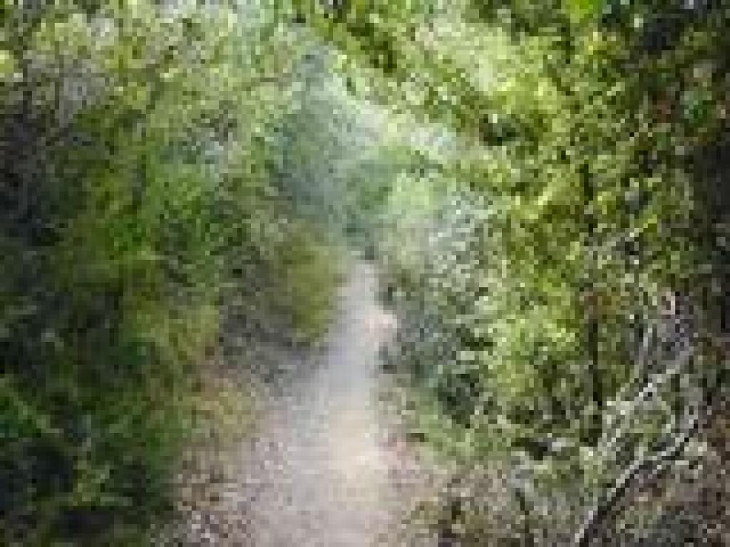 Lookout Trail