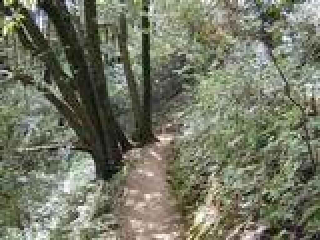 Lookout Trail