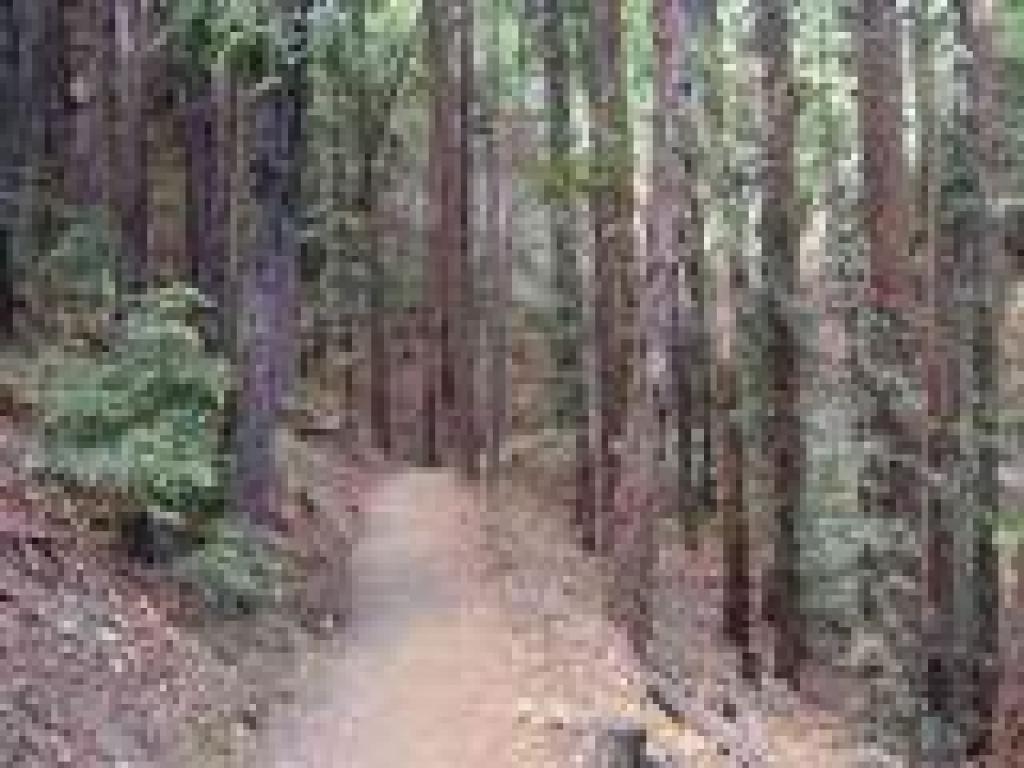 Lookout Trail