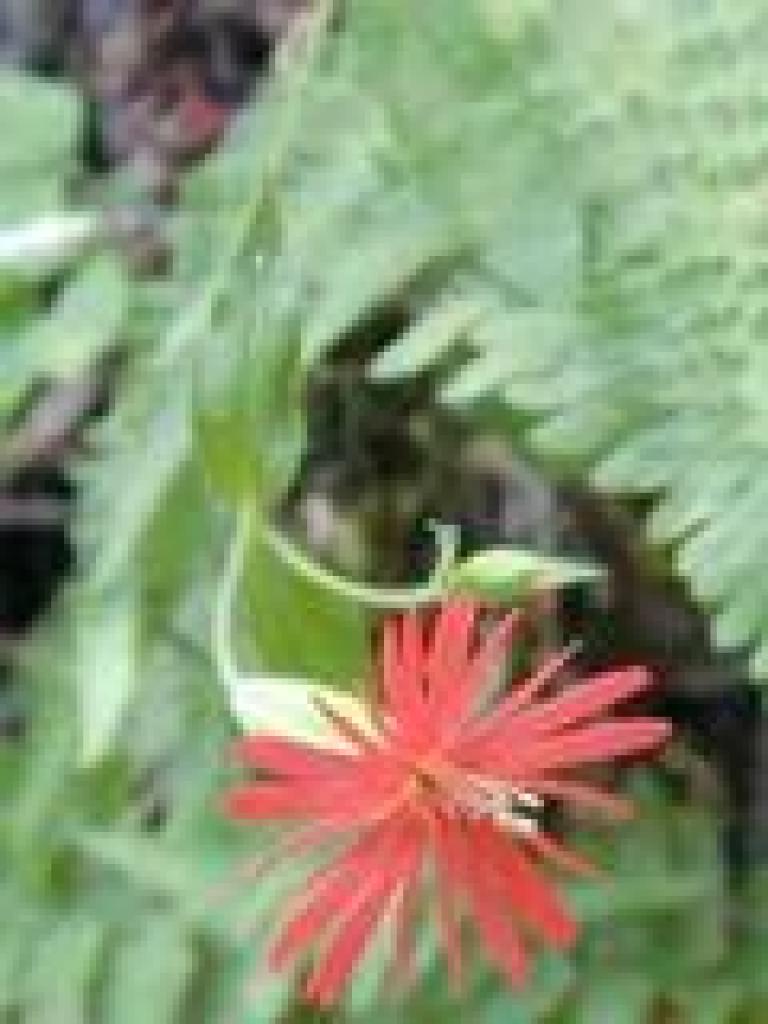 Indian pink