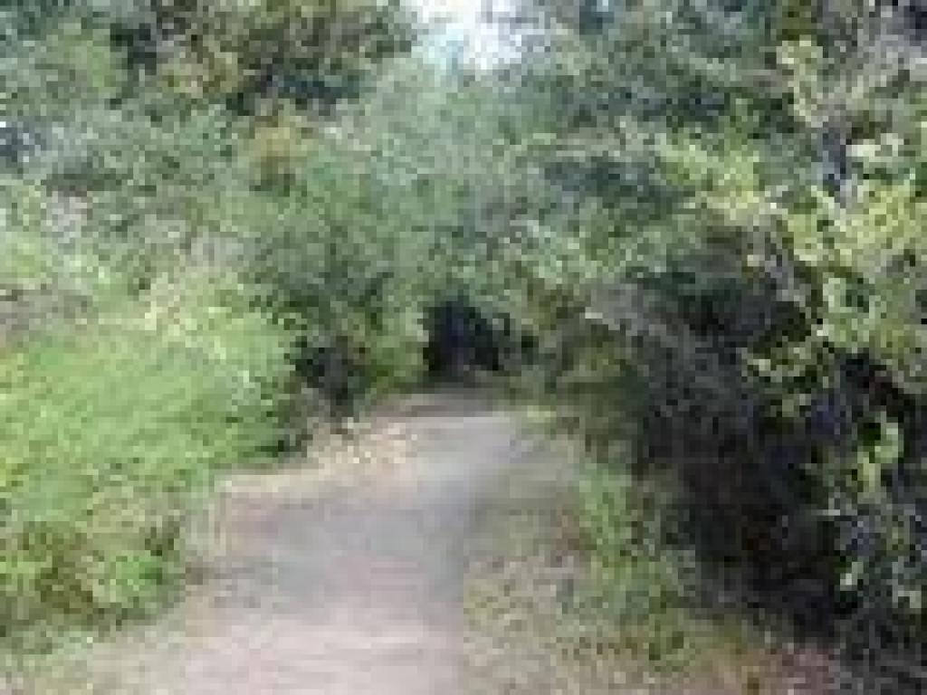 Broom crowds the trail