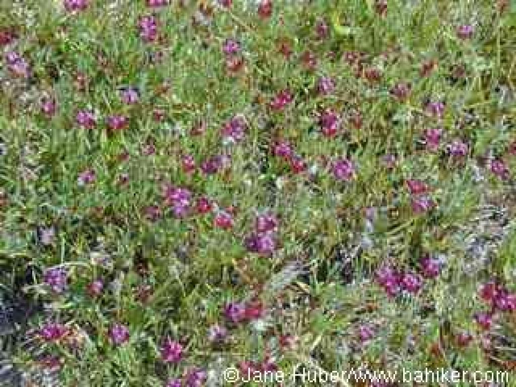 Purple sac clover