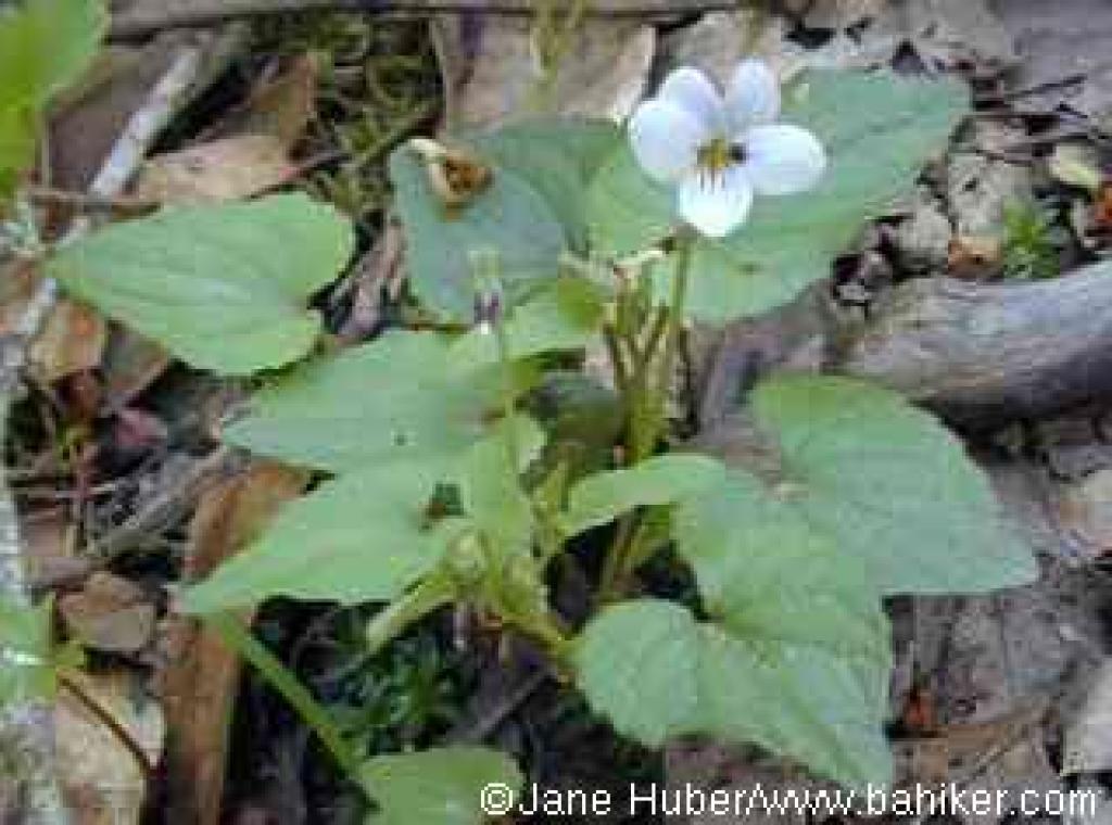 Western heart's ease photo