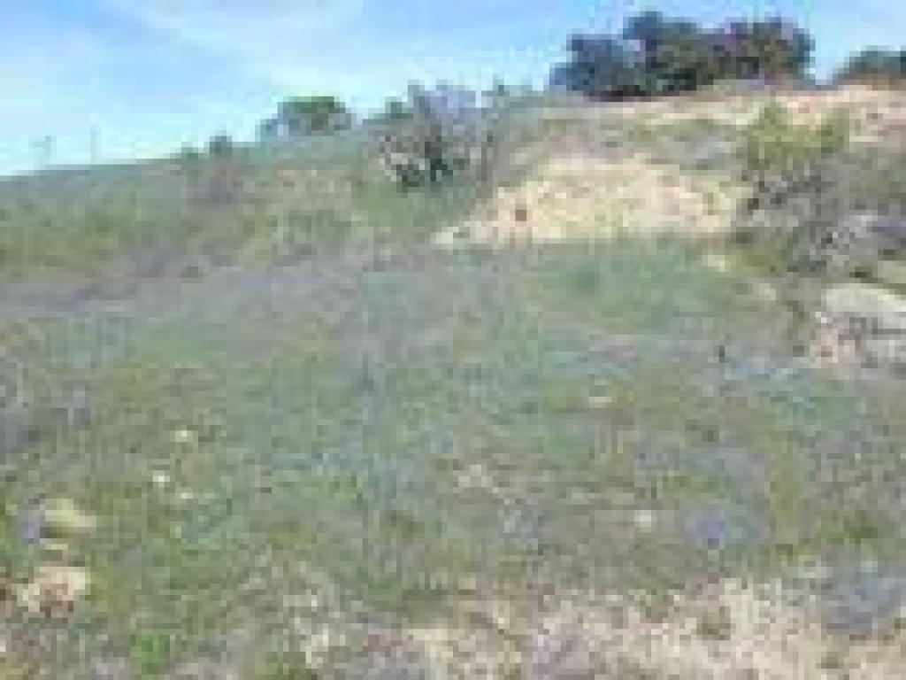 Filaree on the hillside