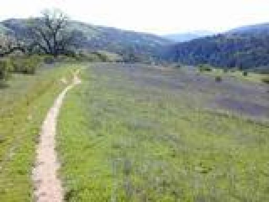 Star thistle along the trail
