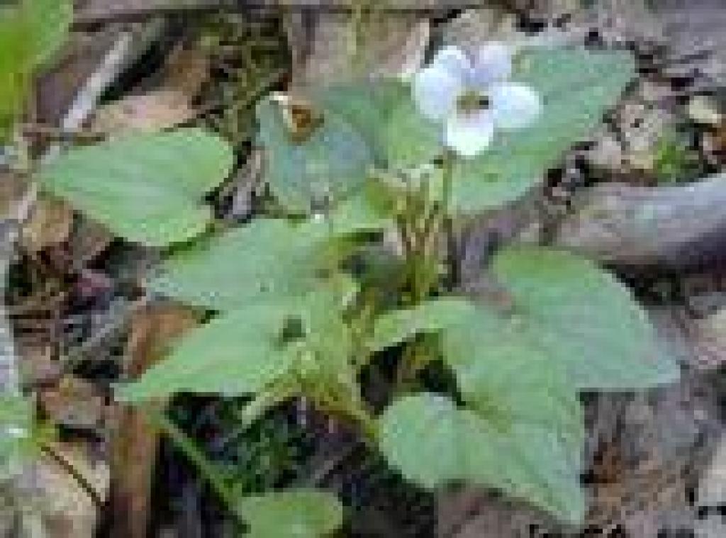 Western heart's ease