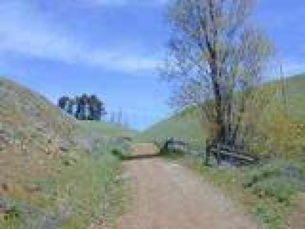 A cottonwood on the side of the trail