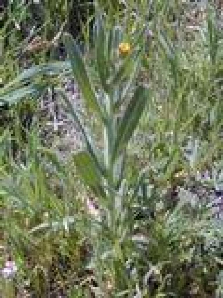 Fiddleneck