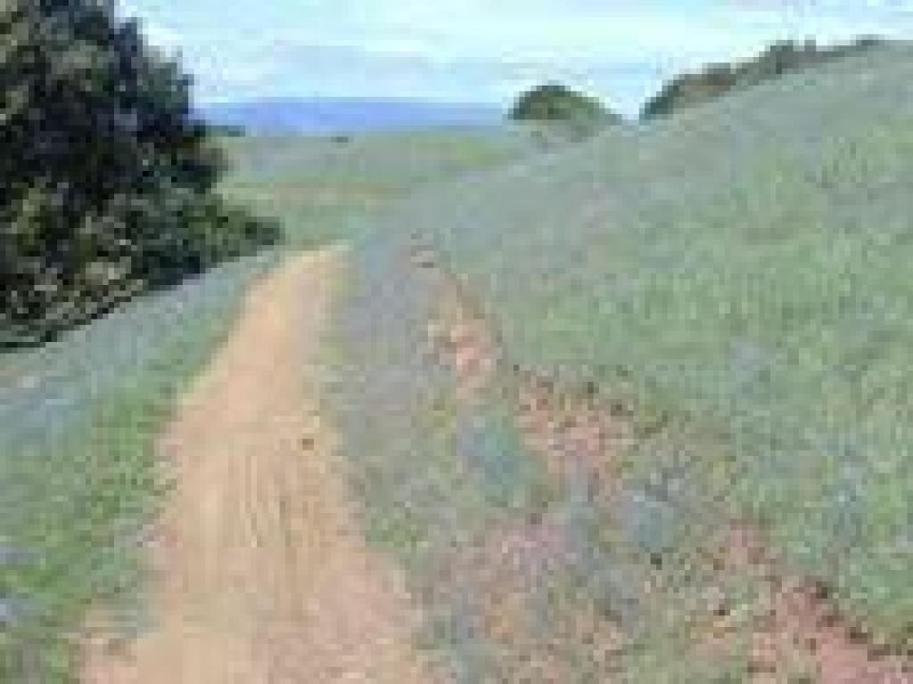 Blue and white lupines along the trail