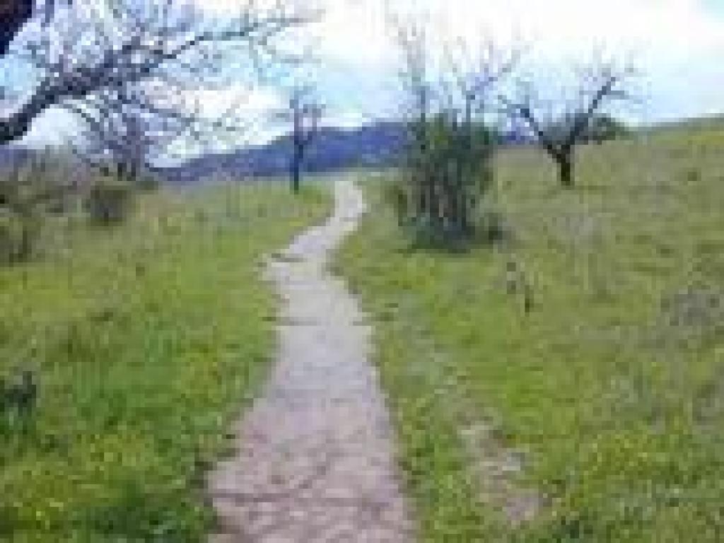 Path through old orchard