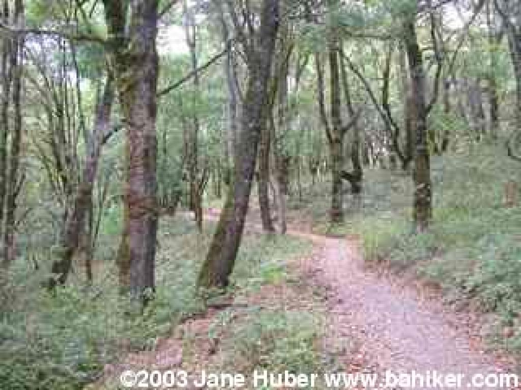 White Oak Trail